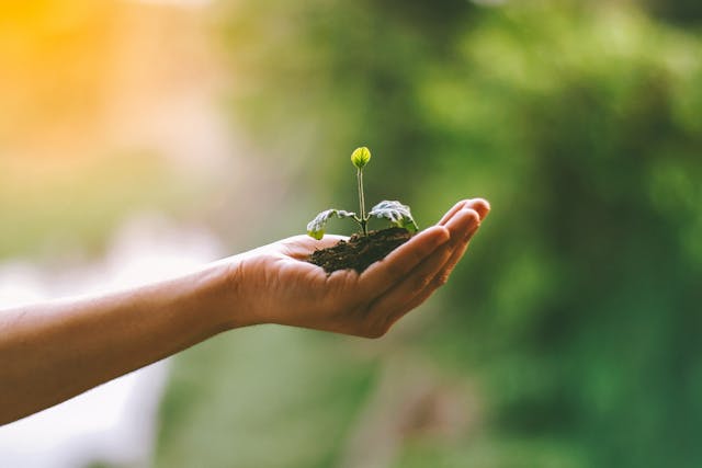 A person holding a small seedling with soil in their hand